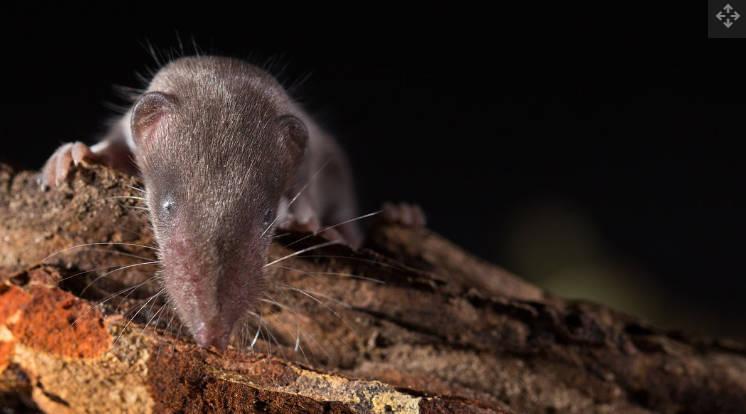 See the tiniest creature on Earth
